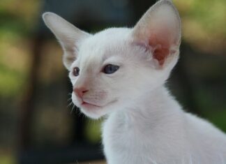 Trastorno de la pica en los gatos