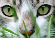 ¿Cuáles Son Los Alimentos Que No Debe Consumir Un Gato?