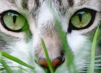 ¿Cuáles Son Los Alimentos Que No Debe Consumir Un Gato?