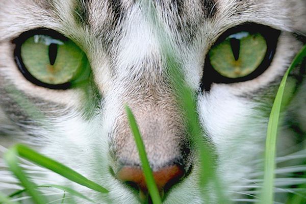 Cuáles Son Los Alimentos Que No Debe Consumir Un Gato