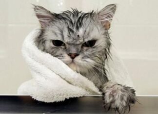 ¿Debemos Bañar A Nuestro Gato?