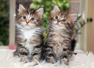 El tener gatos te hace más saludable