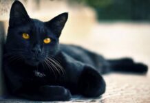 Obstrucción URINARIA Felina