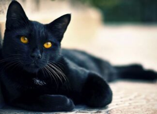 Obstrucción URINARIA Felina