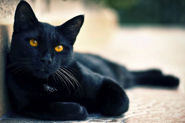 Obstrucción URINARIA Felina