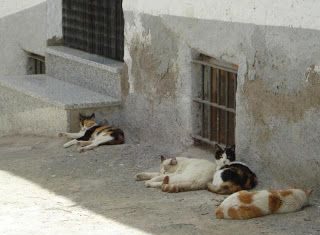 El gato callejero