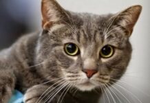 Salud Y Mascotas: Diabetes Felina