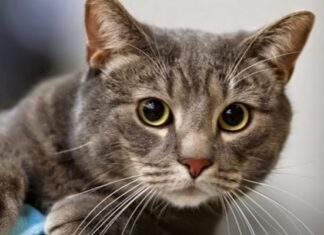 Salud Y Mascotas: Diabetes Felina