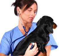 Trabajar con animales