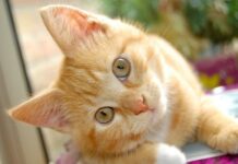 Intoxicación Felina ¿Qué Hacer Frente A Ella?