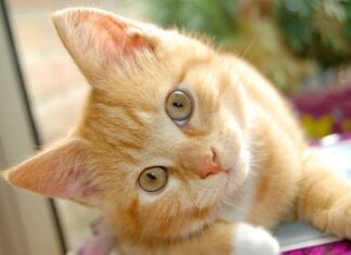 Intoxicación Felina ¿Qué Hacer Frente A Ella?