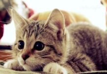 Video divertido de gatos