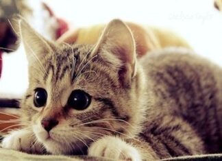 Video divertido de gatos