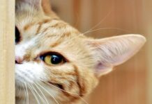 Salud y Mascotas: Gases En Los Gatos