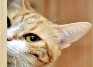 Salud y Mascotas: Gases En Los Gatos