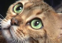 Salud y Mascotas: Como Limpiar Los Ojos De Tu Gato