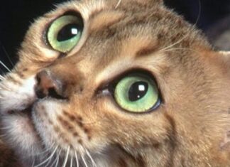 Salud y Mascotas: Como Limpiar Los Ojos De Tu Gato