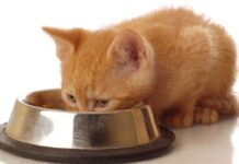 Consejos para una Buena Alimentación en los Gatos alimentacion de gatos