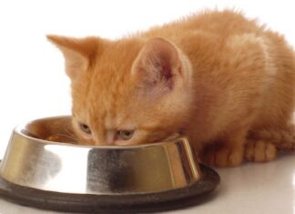 Consejos para una Buena Alimentación en los Gatos alimentacion de gatos