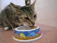 Alimentos nocivos para nuestro gato 2 Parte.