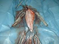 Esterilizar a nuestro gato