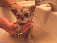 Artículos sobre la Higiene del Gato