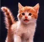 Los 6 errores que no debes cometer con tu gato