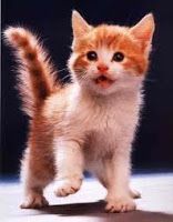 Los 6 errores que no debes cometer con tu gato