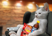 Alimentos que no debe comer un gato