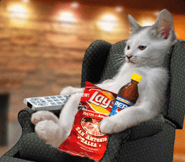 Alimentos que no debe comer un gato