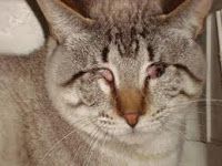 Como cuidar a un gato ciego