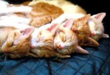 Fotos de Gatos Durmiendo
