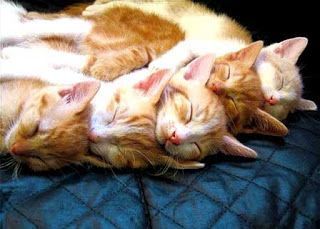 Fotos de Gatos Durmiendo