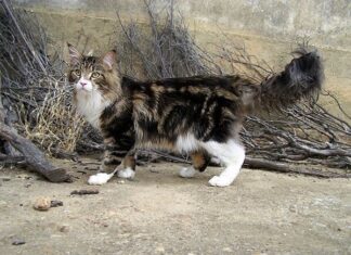 Maine Coon