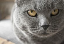 Alimentación De Gatos Mayores de 7 años