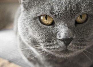 Alimentación De Gatos Mayores de 7 años