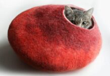 ¿Cuáles Son Los Cuidados Básicos Que Requiere Tu Gato?