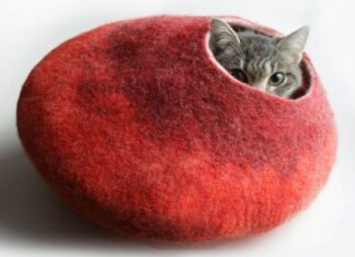 ¿Cuáles Son Los Cuidados Básicos Que Requiere Tu Gato?