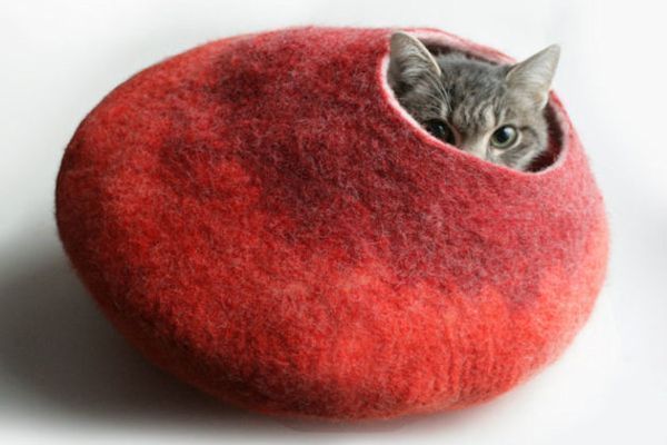 Cuáles Son Los Cuidados Básicos Que Requiere Tu Gato