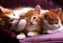 Datos Útiles Sobre Los GATOS (Parte I)