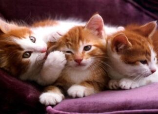 Datos Útiles Sobre Los GATOS (Parte I)