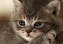 Datos Útiles Sobre Los GATOS (Parte II)