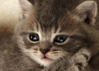 Datos Útiles Sobre Los GATOS (Parte II)