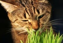 ¿Qué Plantas No Son Tóxicas Para Los Gatos? ¿Qué Plantas No Son Tóxicas Para Los Gatos?