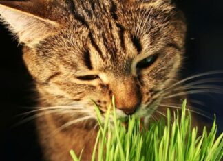 ¿Qué Plantas No Son Tóxicas Para Los Gatos? ¿Qué Plantas No Son Tóxicas Para Los Gatos?