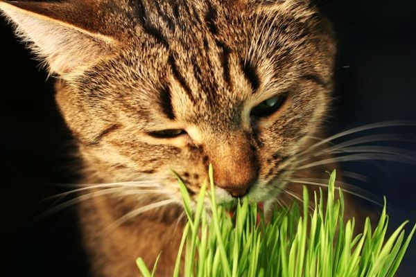 ¿Qué Plantas No Son Tóxicas Para Los Gatos?