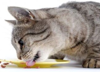 Tips Para Una Alimentación De Gatos Casera