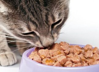Todo Lo Que Debes Saber Sobre La Alimentación De Gatos