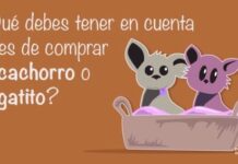 ¿Cómo Seleccionar el Gato que Quieres? elegir un gato