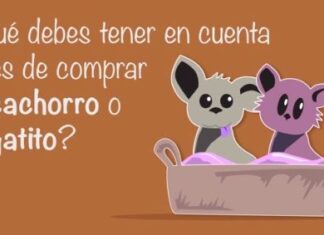 ¿Cómo Seleccionar el Gato que Quieres? elegir un gato